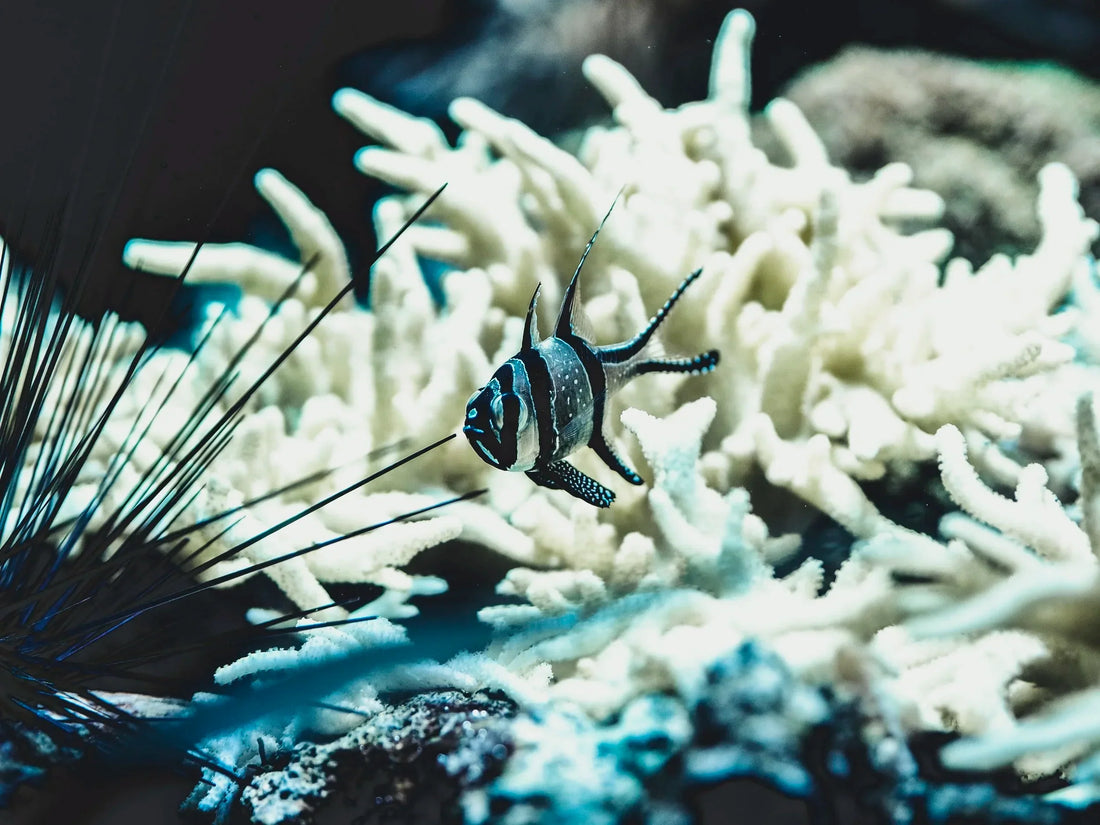 Everything You Need To Know About Coral Bleaching
