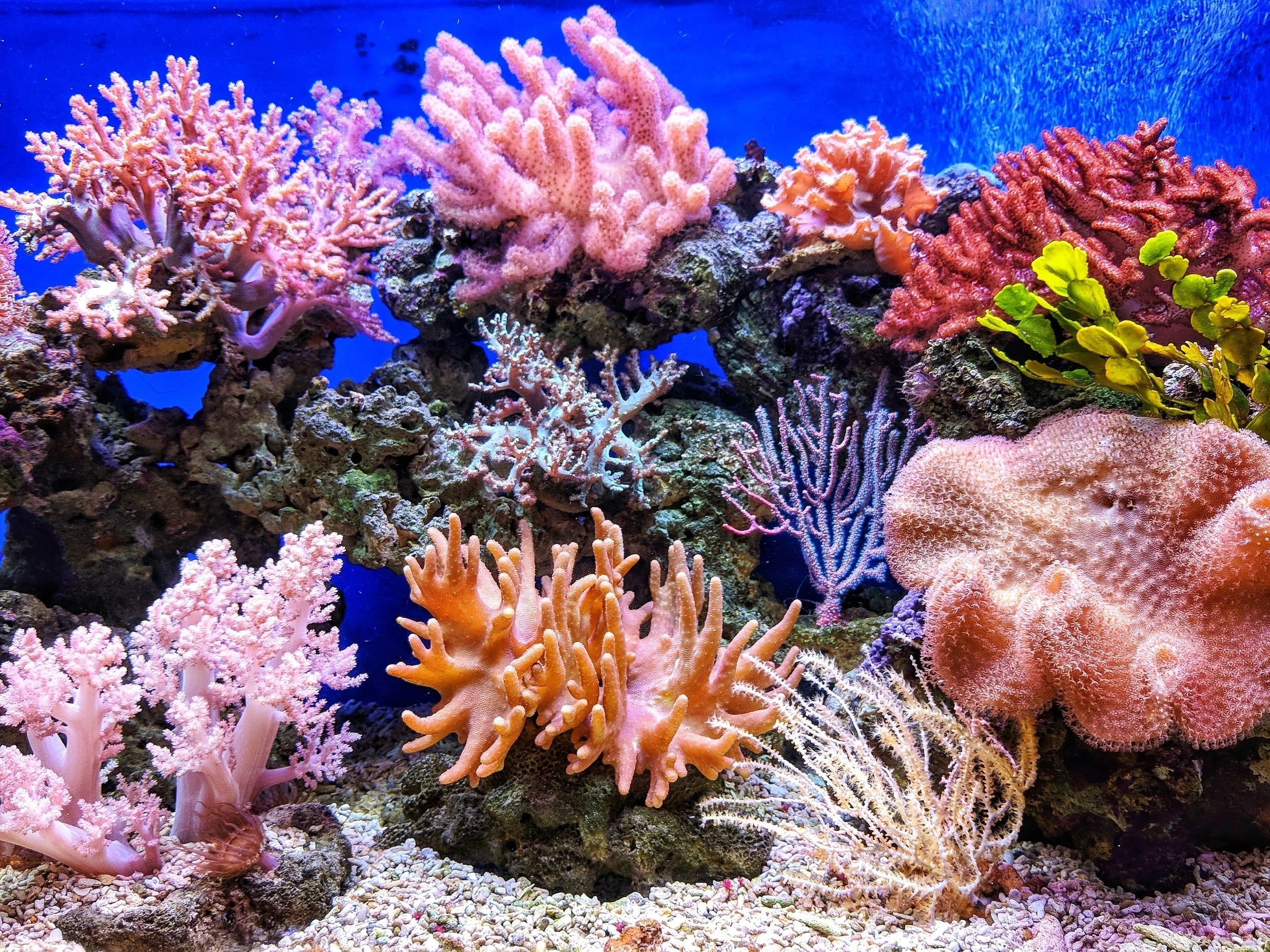 Why Coral Reefs Are Necessary to Earth’s Survival