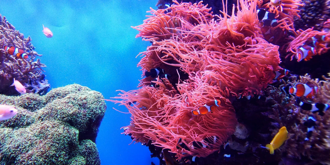 Everything You Need to Know about CoralWatch